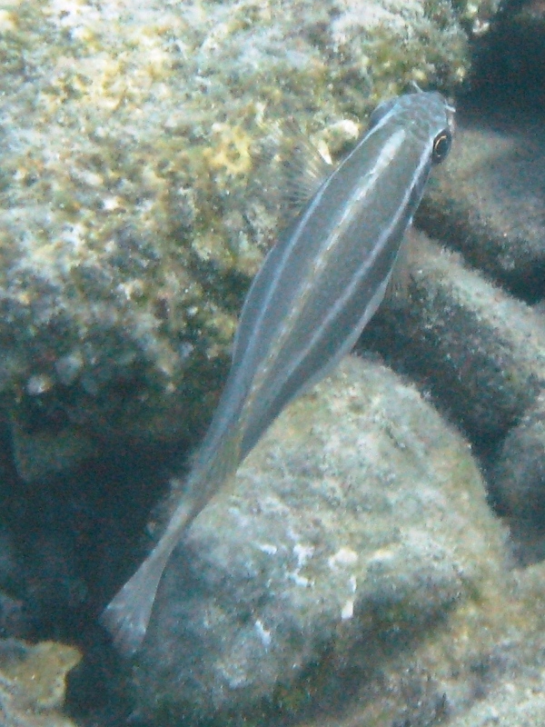 Siganus luridus (Pesce coniglio) - specie lessepsiana